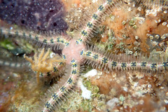 Ophiothrix spongicola