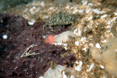 Pilumnus