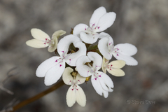Stylidium crossocephalum