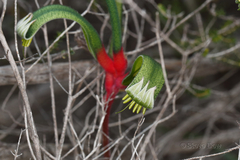 Anigozanthos manglesii