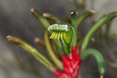 Anigozanthos manglesii