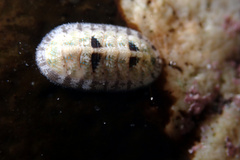 Ischnochiton thomasi