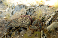 Cyclograpsus