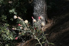 Cirsium arizonicum
