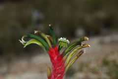 Anigozanthos manglesii