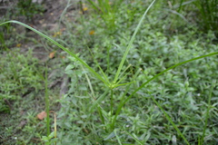 Cyperus virens