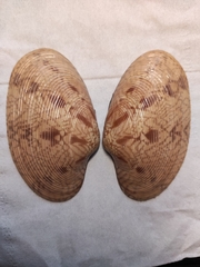 Paphia rotundata