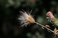 Cirsium arizonicum