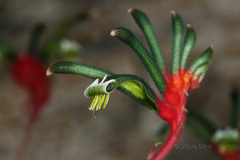 Anigozanthos manglesii