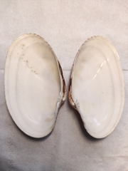 Paphia rotundata