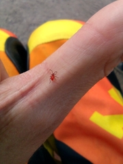Insecta