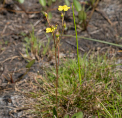 Liparophyllum exaltatum