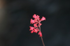 Heuchera sanguinea