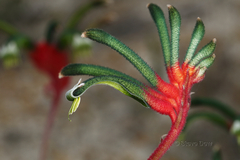 Anigozanthos manglesii