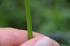 Cyperus virens