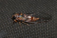 Pyropsalta amnica