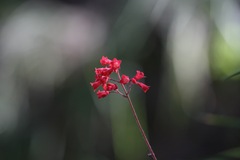 Heuchera sanguinea