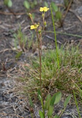 Liparophyllum exaltatum