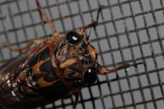 Pyropsalta amnica