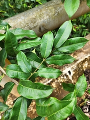 Mabea occidentalis