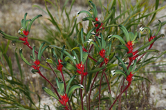 Anigozanthos manglesii