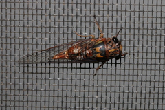 Pyropsalta amnica