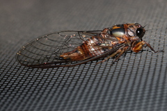 Pyropsalta amnica