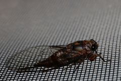 Pyropsalta amnica