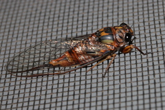 Pyropsalta amnica