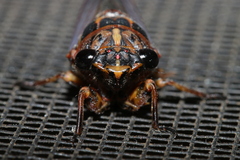 Pyropsalta amnica