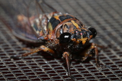 Pyropsalta amnica