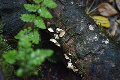Panellus pusillus