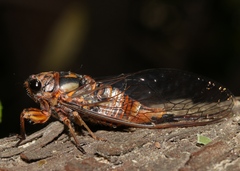 Pyropsalta amnica
