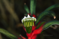 Anigozanthos manglesii