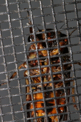 Pyropsalta amnica