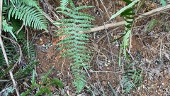 Microlepia hookeriana