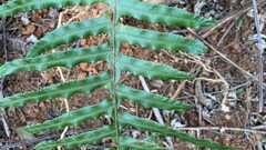 Microlepia hookeriana