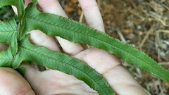 Microlepia hookeriana