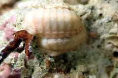 Ischnochiton
