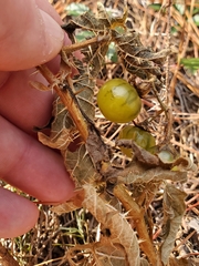 Solanum carolinense