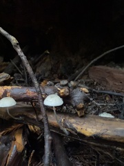 Roridomyces roridus