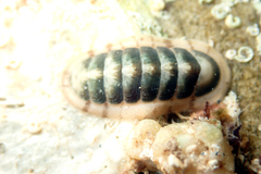 Ischnochiton subviridis