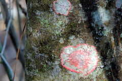 Herpothallon