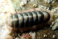 Ischnochiton subviridis