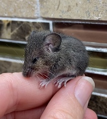 Reithrodontomys humulis