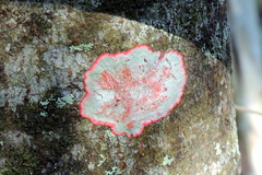 Herpothallon