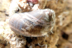 Stomatella impertusa