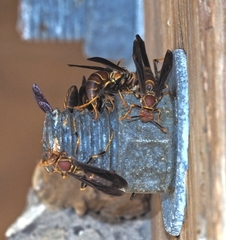 Polistes bahamensis