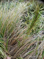 Aciphylla crenulata