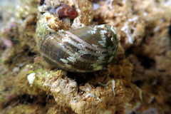 Stomatella impertusa